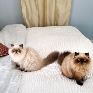 Ambrosius and Truffles